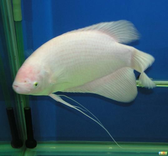 有哪些招財(cái)魚圖片可以推薦，招財(cái)魚品種對(duì)照表，方便你快速識(shí)別不同種類