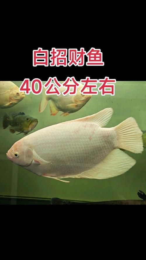 有哪些招財(cái)魚圖片可以推薦，招財(cái)魚品種對(duì)照表，方便你快速識(shí)別不同種類