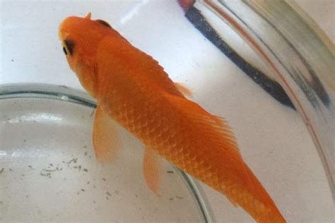 金魚身體腫脹,鱗片豎起來，金魚肚子脹大和鱗片豎起的典型癥狀