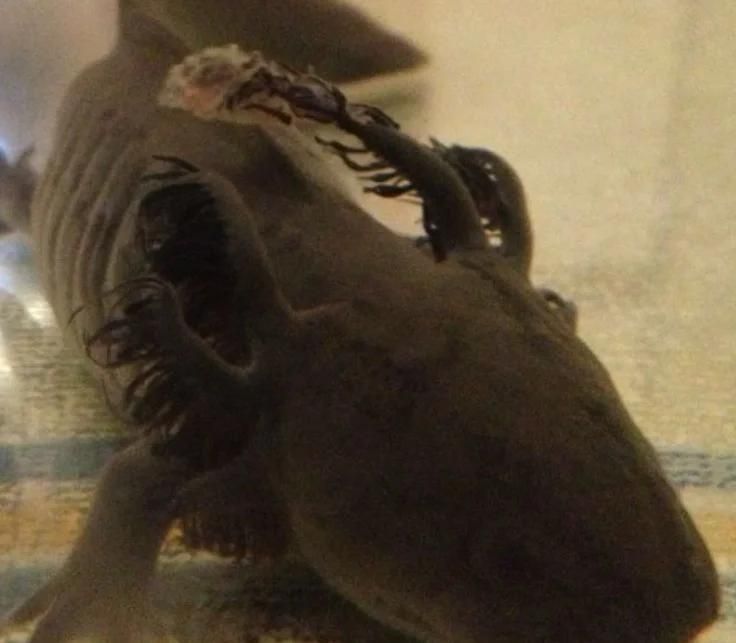 治療六角恐龍魚水霉病需要多長(zhǎng)時(shí)間，六角恐龍魚水霉病防治全攻略幻彩啟智動(dòng)漫治療水霉病