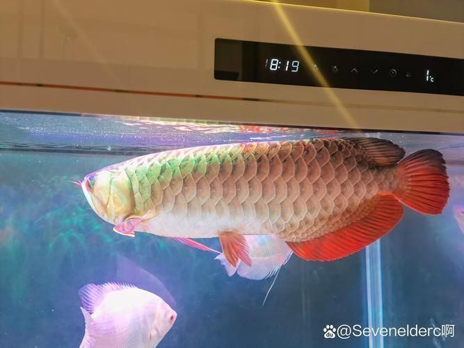 紅金龍魚的生活習性，紅金龍魚養護指南