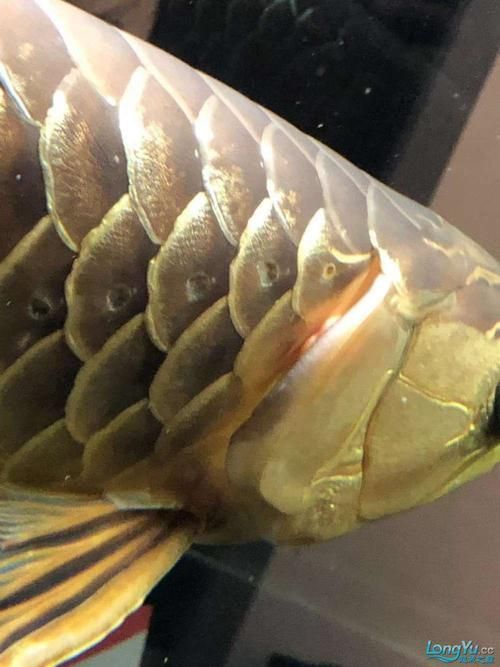 如何區分龍魚嘴上的肉粒是腫瘤還是感染？，如何區分龍魚嘴上的肉粒