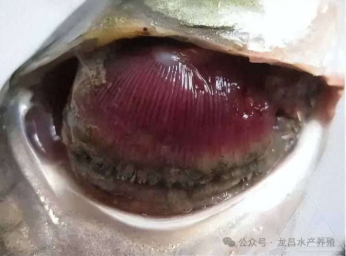能否提供更多關于魚真菌和細菌的圖片