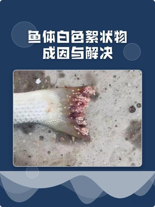 能否提供更多關于魚真菌和細菌的圖片