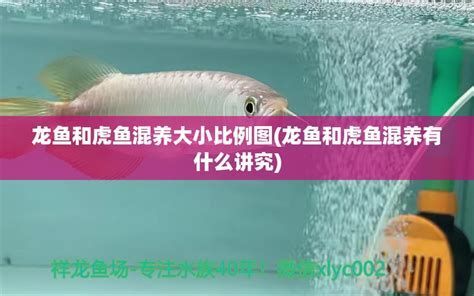 哪些魚與龍魚混養(yǎng)最佳？，哪些魚與龍魚混養(yǎng)最佳