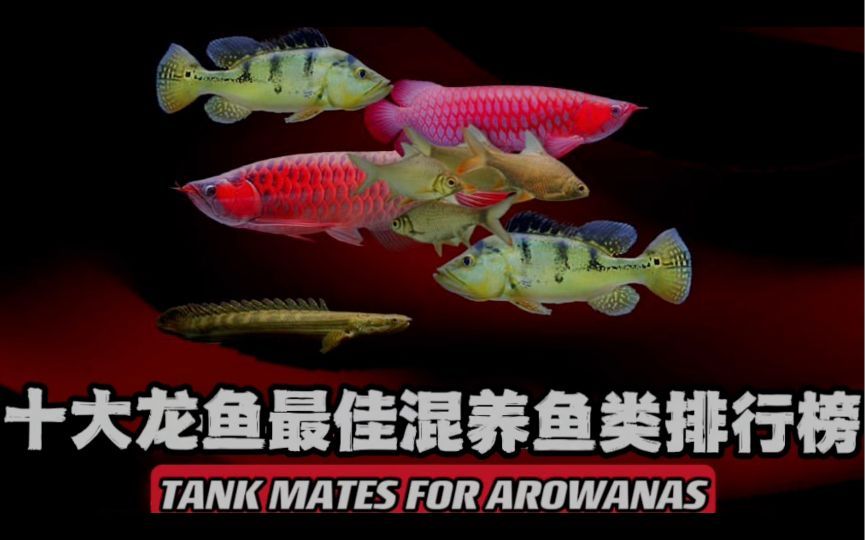 哪些魚與龍魚混養最佳？，哪些魚與龍魚混養最佳