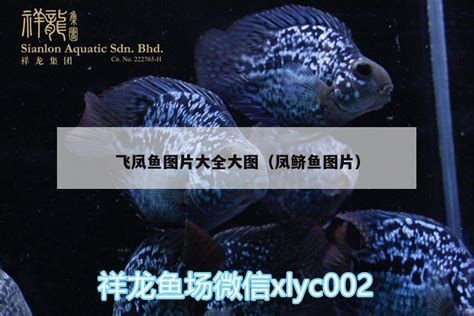 哪些魚與龍魚混養(yǎng)最佳？，哪些魚與龍魚混養(yǎng)最佳