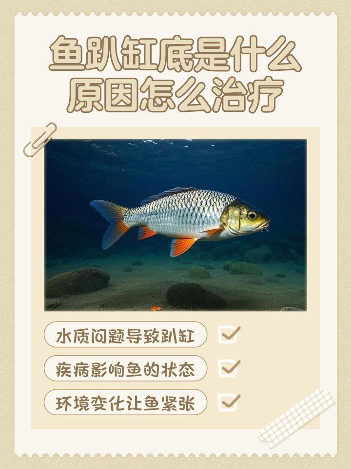 魚趴缸底怎么辦，魚趴缸底怎么辦魚趴缸底原因與解決方法與解決方法