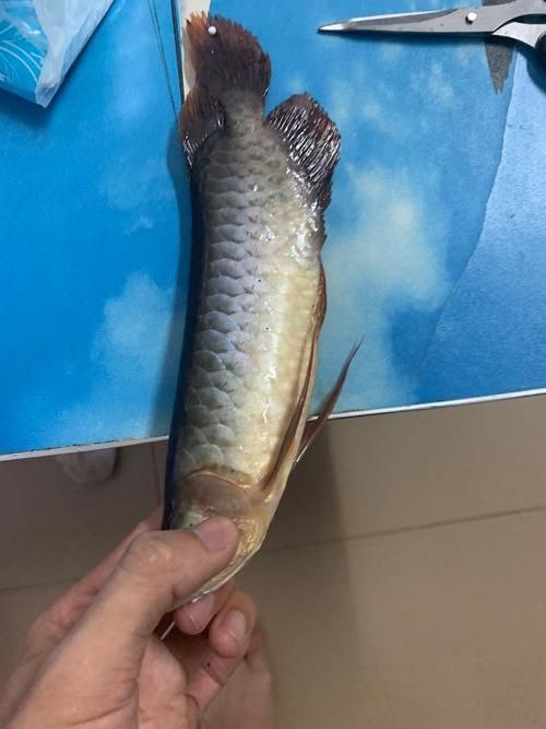 如何判斷龍魚是否需要跳缸，arxiv論文助手判斷龍魚是否需要跳缸的核心標準