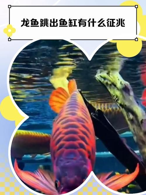 如何判斷龍魚是否需要跳缸，arxiv論文助手判斷龍魚是否需要跳缸的核心標準
