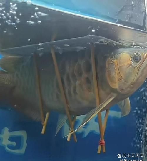 如何判斷龍魚是否需要跳缸，arxiv論文助手判斷龍魚是否需要跳缸的核心標準