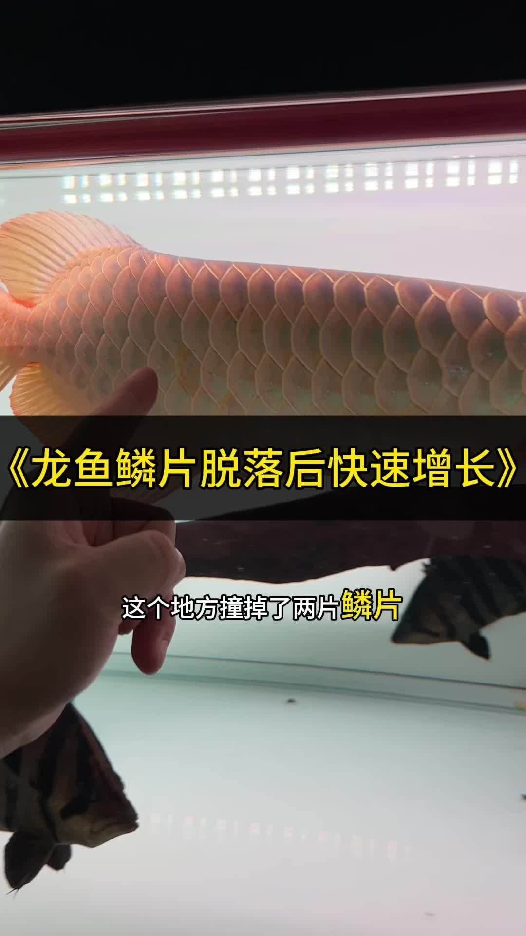 龍魚掉鱗后應(yīng)該如何補(bǔ)充營養(yǎng)？，龍魚掉鱗后如何補(bǔ)充營養(yǎng),龍魚掉鱗后多久開始長新鱗