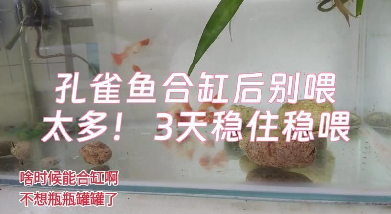 合缸后多久可以喂食