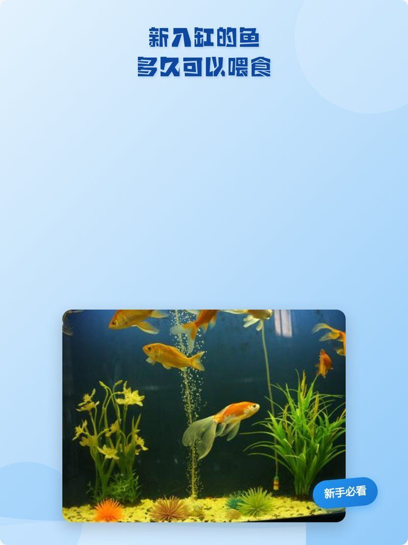 合缸后多久可以喂食 合缸后多久可以喂食 龍魚百科 第2張