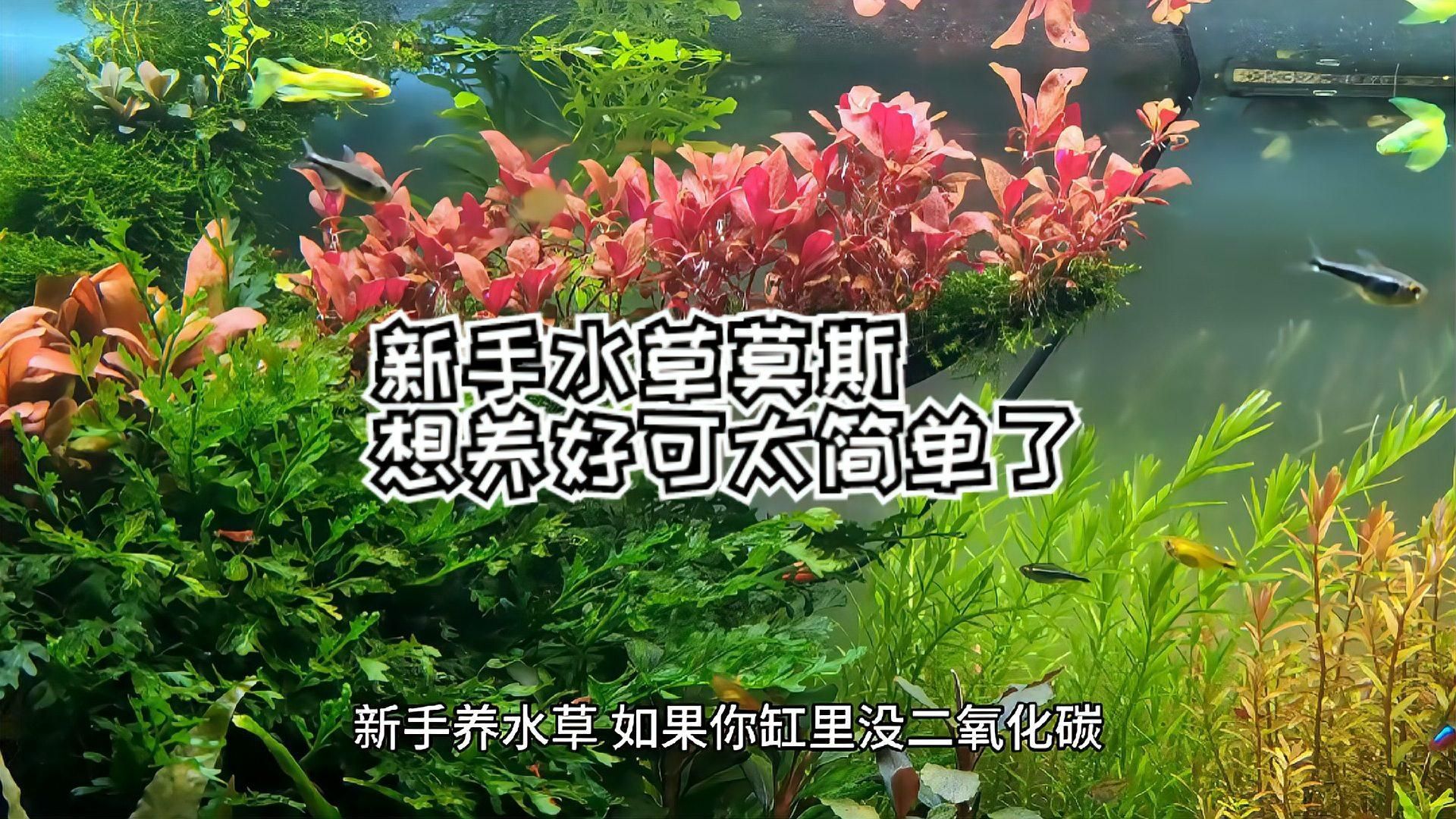 曼龍魚需要哪些水草，曼龍魚的水草搭配指南，