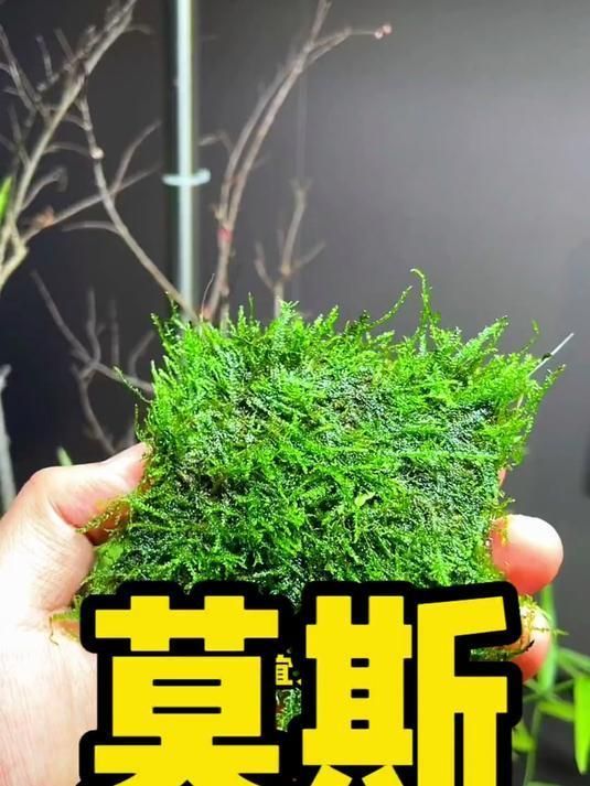 曼龍魚需要哪些水草，曼龍魚的水草搭配指南，
