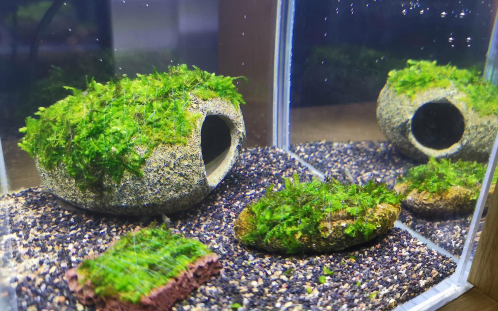 曼龍魚需要哪些水草，曼龍魚的水草搭配指南，