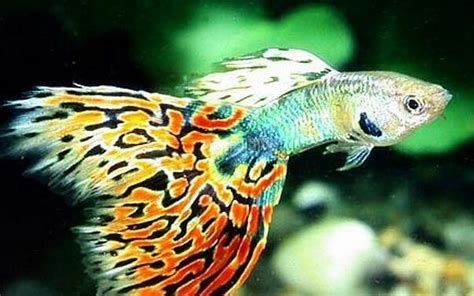 孔雀魚爛尾病最簡單治療，孔雀魚爛尾病最簡單治療指南,
