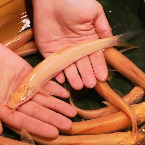 白子招財龍的價格是多少，白子招財龍價格是多少