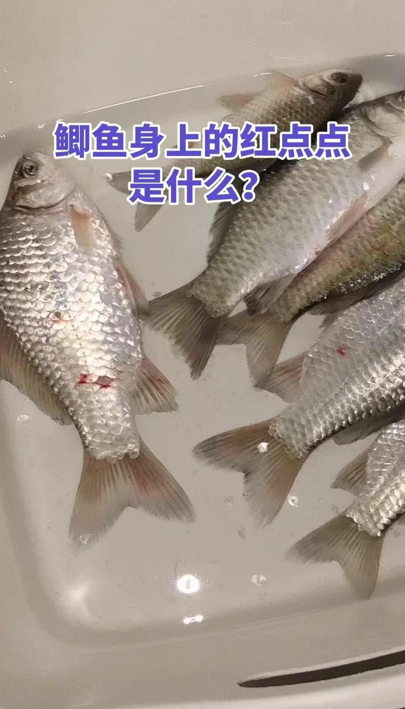 魚身上長紅點后如何治療，魚身上長紅點可能是由多種原因引起的，鯽魚紅點病別慌