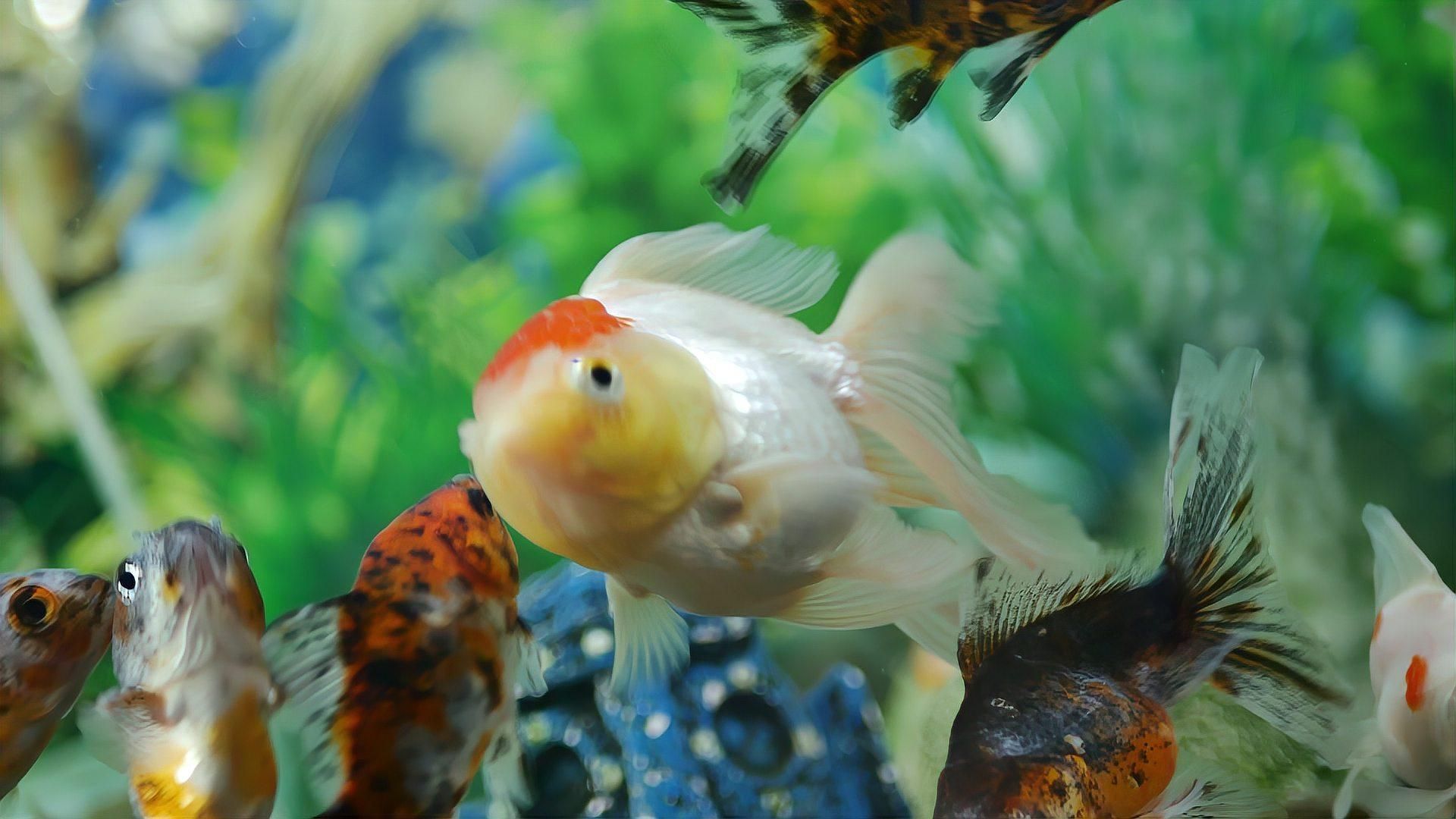 魚身上長紅點后如何治療，魚身上長紅點可能是由多種原因引起的，鯽魚紅點病別慌