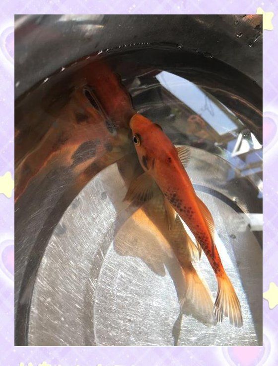有哪些藥物可以治療龍魚黑斑，哪種藥物治療龍魚黑斑最有效