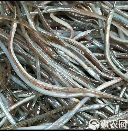 秦皇島天品市場的“海龍魚”是什么？，秦皇島天品市場的“海龍魚”