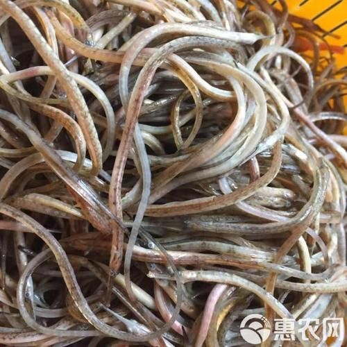 秦皇島天品市場的“海龍魚”是什么？，秦皇島天品市場的“海龍魚”