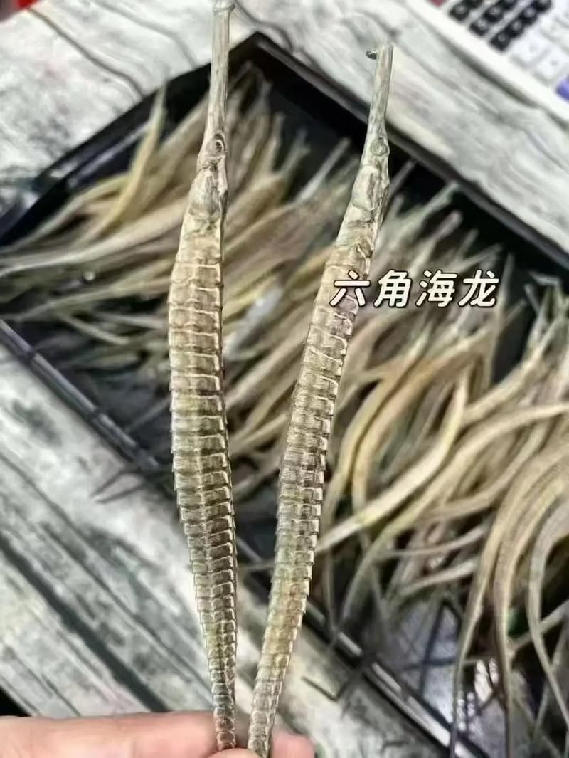 秦皇島天品市場的“海龍魚”是什么？，秦皇島天品市場的“海龍魚”