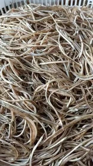 秦皇島天品市場的“海龍魚”是什么？，秦皇島天品市場的“海龍魚”