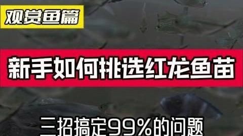 如何挑選一條好的紅龍魚？，如何挑選一條好的紅龍魚