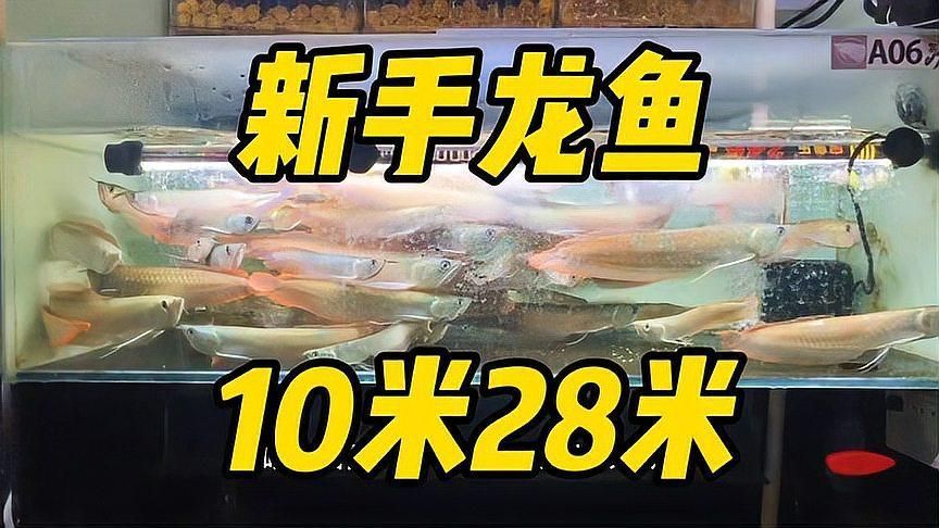 給我推薦一些入門級的龍魚品種，新手養龍魚選對品種很重要 給我推薦一些入門級的龍魚品種，新手養龍魚選對品種很重要 龍魚百科