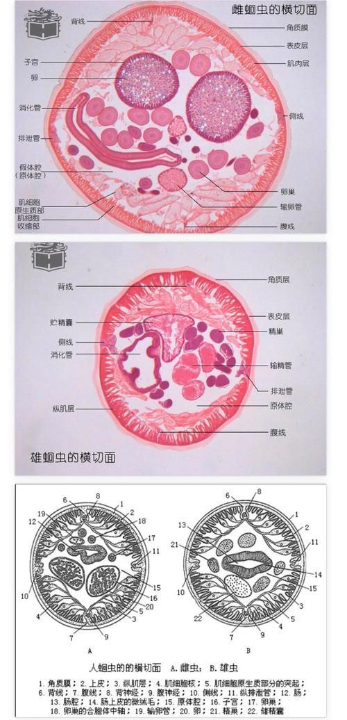 如何預防龍魚內寄感染，如何預防龍魚內寄感染思考完成1000字+配圖指南