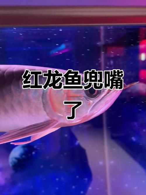 如何判斷龍魚掉嘴是否嚴重？，如何判斷龍魚“掉嘴”