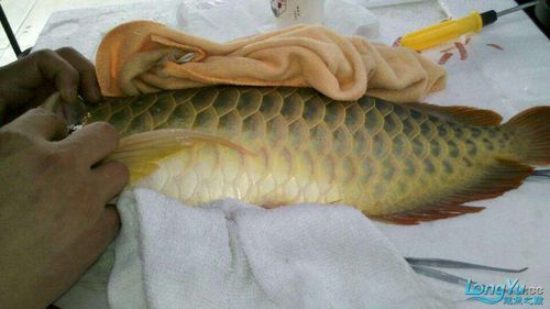 如何判斷龍魚胡須肉瘤是否為惡性,如何判斷龍魚胡須肉瘤 龍魚百科 第4張 如何判斷龍魚胡須肉瘤是否為惡性,如何判斷龍魚胡須肉瘤 如何判斷龍魚胡須肉瘤是否為惡性,如何判斷龍魚胡須肉瘤 龍魚百科 第4張