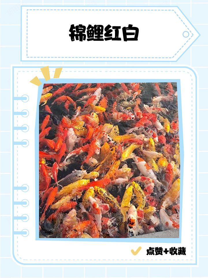紅白錦鯉魚，紅白伊巴卡魚，有哪些顏色變異？