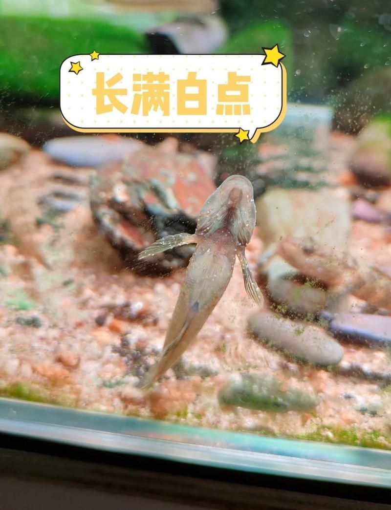 龍魚身上白色絮狀物會消失嗎？ 龍魚身上白色絮狀物會消失嗎？ 龍魚百科 第2張