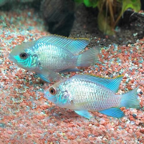 翡翠鳳凰魚的價格是多少？，翡翠鳳凰魚價格是多少 翡翠鳳凰魚的價格是多少？，翡翠鳳凰魚價格是多少 龍魚百科 第2張
