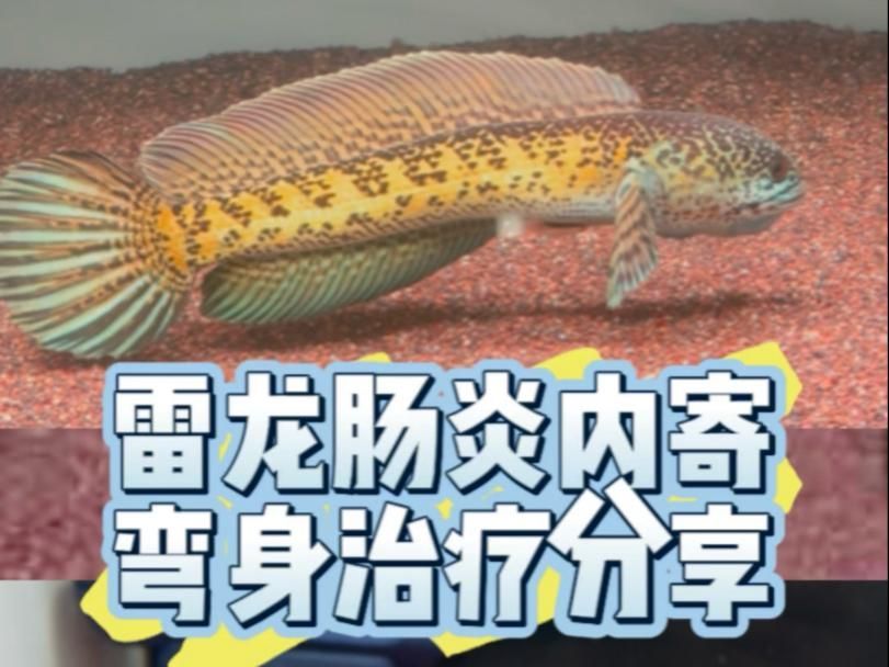 雷龍魚腸炎能自愈嗎，雷龍魚腸炎能自愈嗎,