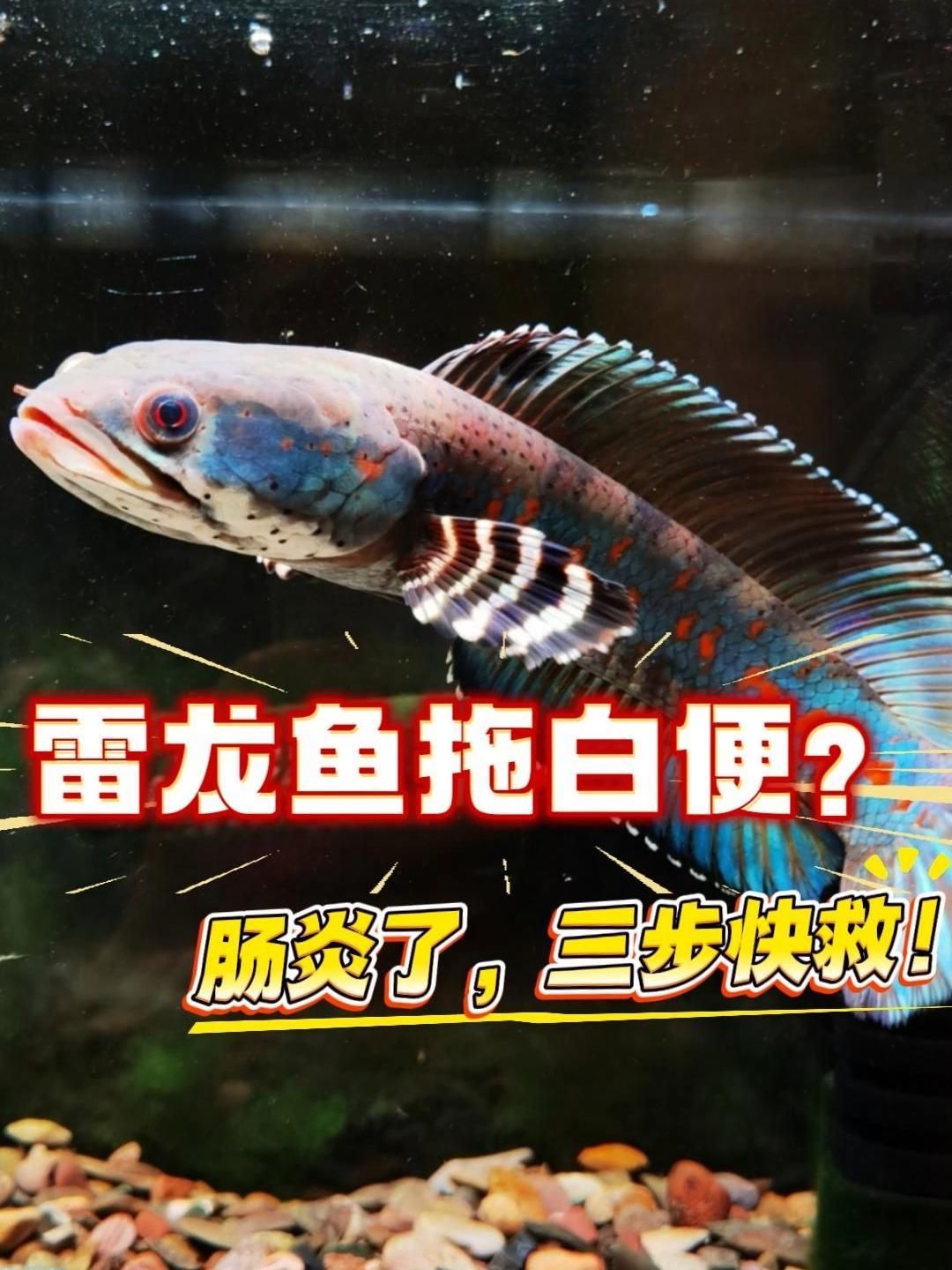 雷龍魚腸炎能自愈嗎，雷龍魚腸炎能自愈嗎,