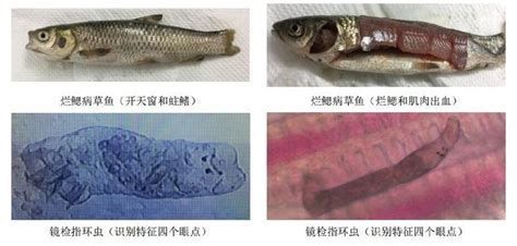 爛鰓病的魚還能吃嗎，爛鰓病的魚能吃嗎爛鰓病的魚還能吃嗎爛鰓病的魚還能吃嗎