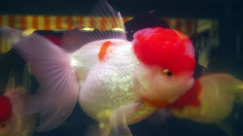 龍睛和蝶尾哪個好，龍睛和蝶尾哪個好,龍睛金魚（龍眼）與蝶尾金魚詳細對比