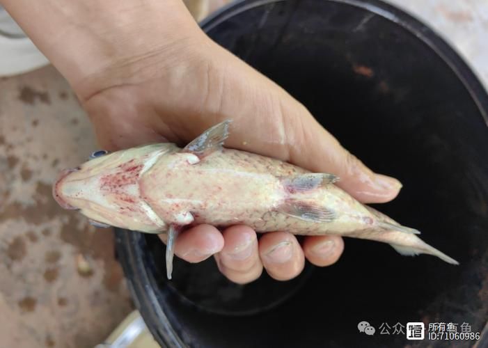 如何預防魚鰭充血復發，如何預防魚鰭充血