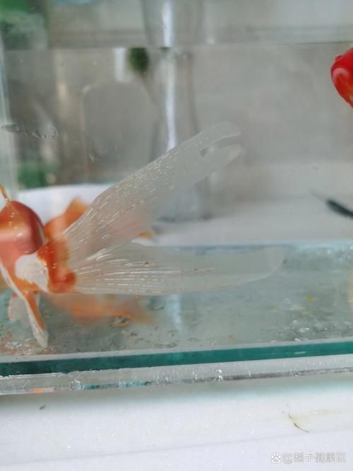 如何預防魚鰭充血復發，如何預防魚鰭充血