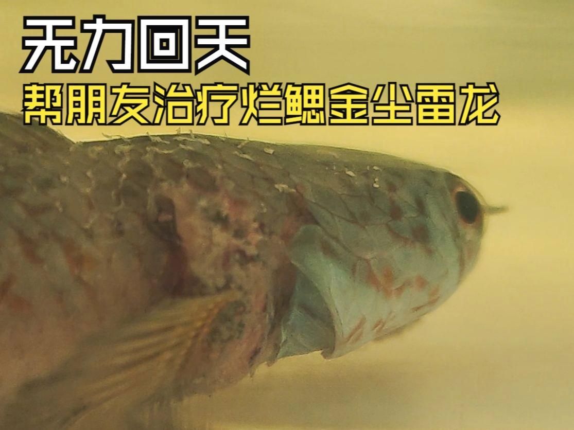 龍魚爛鰓多久會死亡，黑鱗龍魚中毒后多久會恢復？