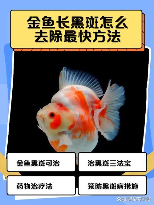 給我一些預防金龍魚常見病的圖片，金龍魚常見病及其預防方法