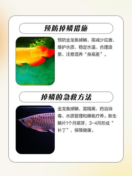 給我一些預防金龍魚常見病的圖片，金龍魚常見病及其預防方法