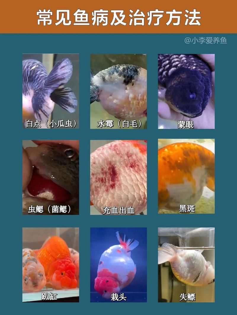 給我一些預防金龍魚常見病的圖片，金龍魚常見病及其預防方法