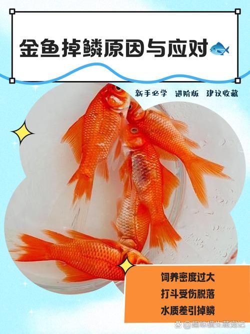 給我一些預防金龍魚常見病的圖片，金龍魚常見病及其預防方法