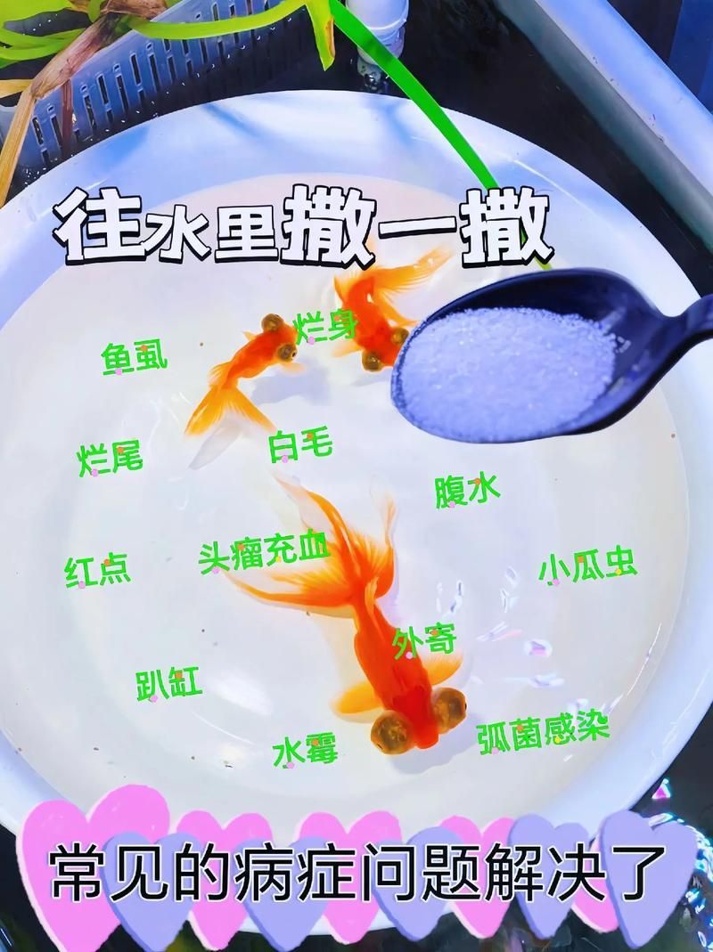 給我一些預防金龍魚常見病的圖片，金龍魚常見病及其預防方法
